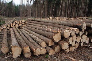 Продажа деловой древесины, в том числе на экспорт